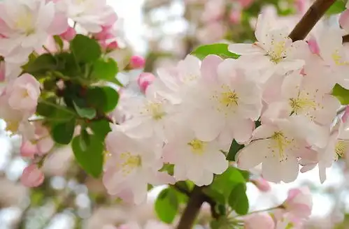  2020年桃花运最好的生肖,恋情增温婚姻美满,看看有没有你