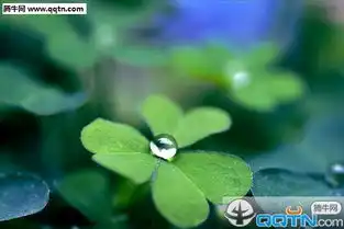  关于四叶草的空间图片素材小清新不爱你的人怎会顾及你