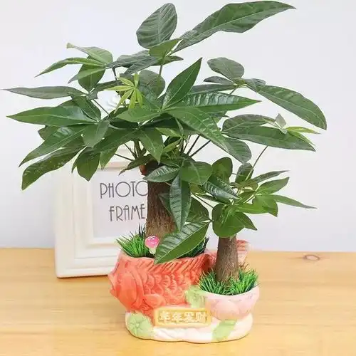  植物摆放也讲究,你家的发财树金钱树平安树放对了吗