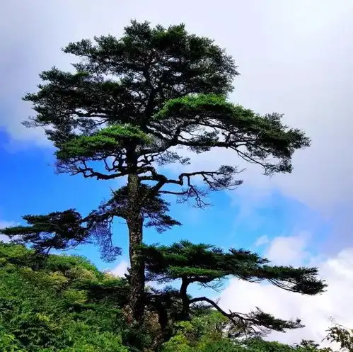  仅899元登顶华南之巅,探访千年古镇,全程入住当地最好五星酒店全程0自费