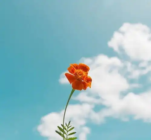  阳光唯美正能量的早安语录,送给为梦起航的你