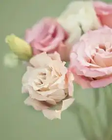  爱从来不会凋零鲜花唯美图片