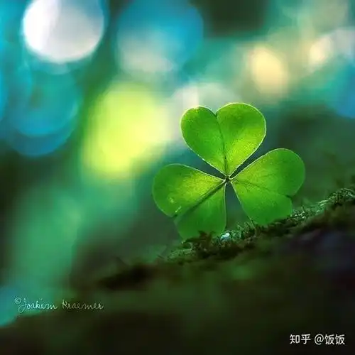  这种酷似三叶草的植物是什么