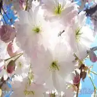  微信头像春天的花草微信头像图片大全