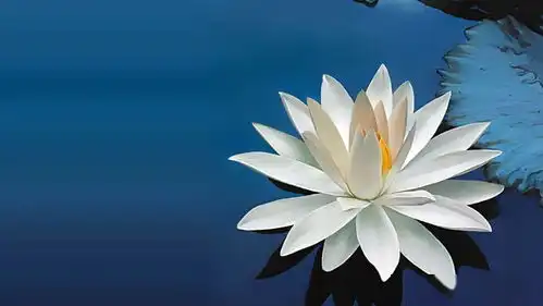  夏日小札