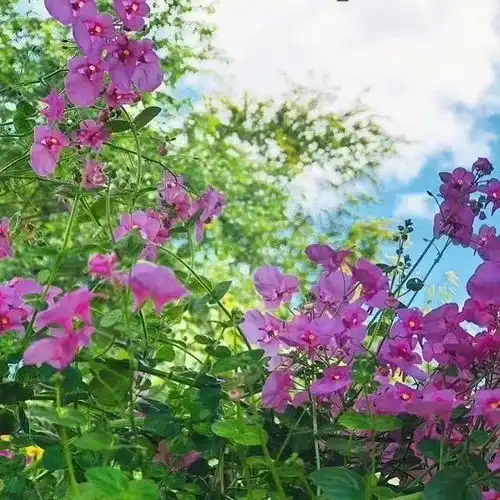 QQ头像风景唯美鲜花