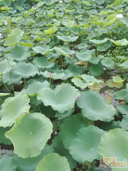  玉林五彩田园荷花开了,开得很美丽