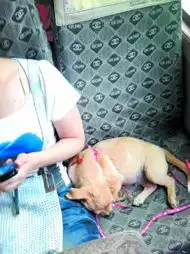  狗占人座老人要求让座还遭骂狗重要还是人重要