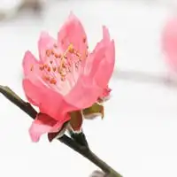 2025年最旺微信头像桃花