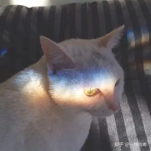  有没有关于宠物的头像
