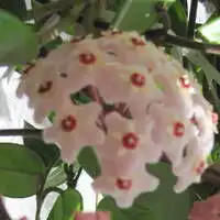  经典兰花微信头像招财好运兰花图片大全