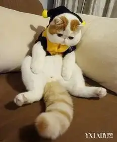  大脸猫图片萌翻了的猫咪萌猫猫