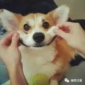  在龙岩,这些不文明遛狗行为是要罚款的你还不知道吗