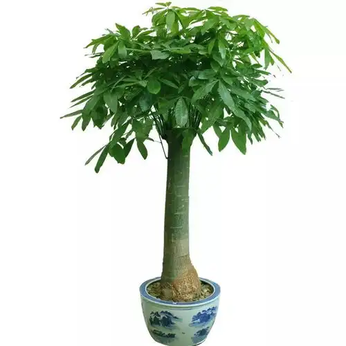  春节她最美,年后扔扔扔过气年花还有第二春,别丢