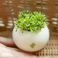  微信头像图片花草小芽微信头像图片大全