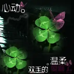  四叶草图片