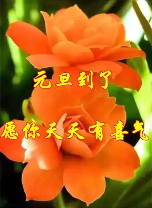  2017年的钟声已经敲响我把最真挚的祝福送给您