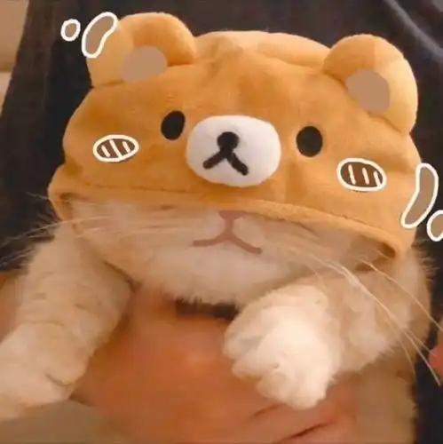 闺蜜双人头像猫咪考倒