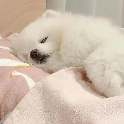  今日头像臭宝,该换头像啦