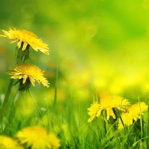  几点黄花风景头像图片扣扣居