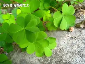  元旦之前好运缠身,财气冲天,事业步步高升,富贵多金的3大生肖
