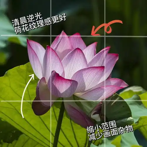  你的荷花照片,拍好看了吗,12个荷花摄影技巧快来学
