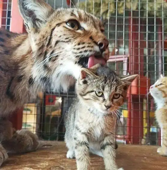  三只被遗弃的小奶猫和猞猁生活几天后,眼神都变了