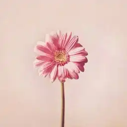 幸运草头像小清新图片简