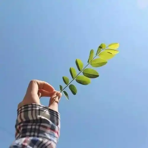 一生最吉利的微信头像