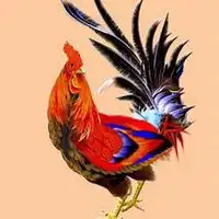  属鸡的微信头像用什么图好微信头像图片大全
