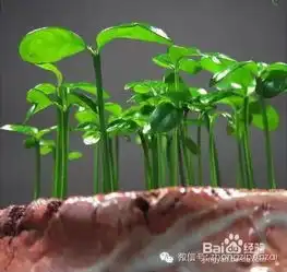  有哪些的水果吃完后可以把核种到土里长出植株来