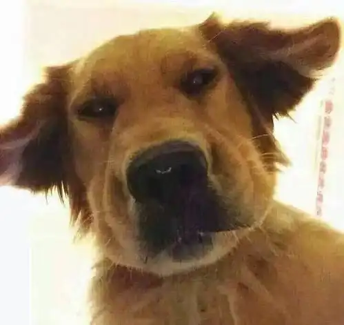 女生头像萌宠小狗爱犬