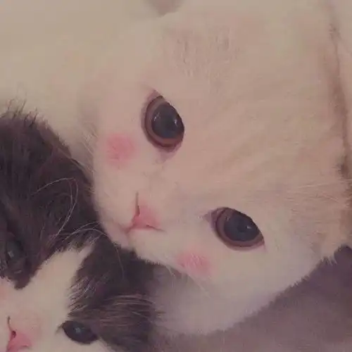  微信图片20171012154823猫咪喵咪