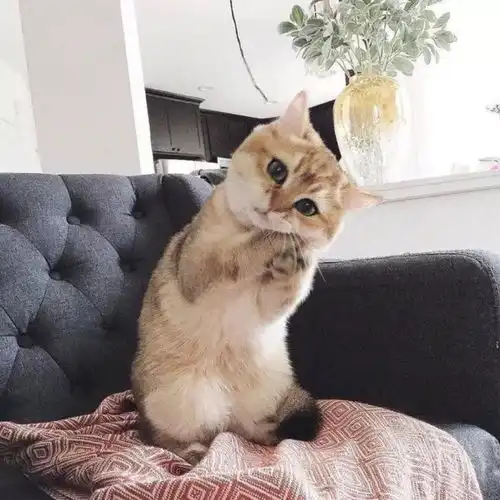 可爱猫咪头像女生霸气高
