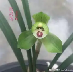  阳光总在风雨后兰友你赢了