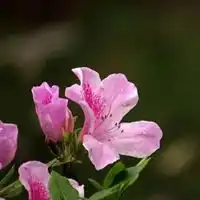  好看的杜鹃花微信头像最美唯美杜鹃花头像