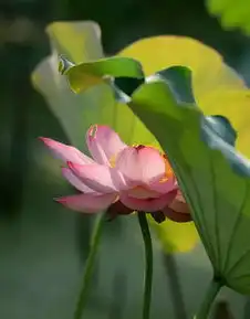  这个外国人拍的荷花,别样的清新脱俗你也可以