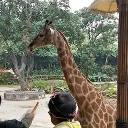  周末亲子游深圳野生动物园