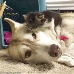 闺蜜双人头像猫咪哈士奇