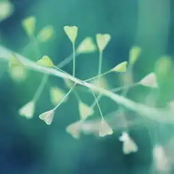  ipad淡雅花朵iphone4s壁纸iphone4壁纸ipad2壁纸免费下载
