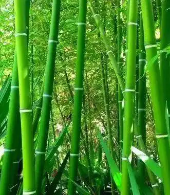  媒体看林我省竹林面积居全国第二位