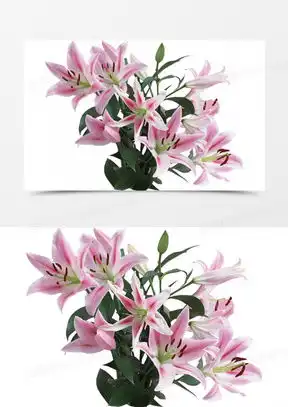  百合花图像微信头像大全