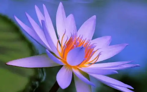  2020年,好运笼罩,财运节节高,事业蒸蒸日上的4大星座