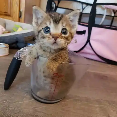  流浪小猫体型只有普通猫一半大,小到能坐进杯子,幸遇好心人