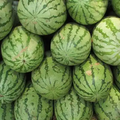  一堆新鲜的西瓜让你看个够,大大大西瓜的头像
