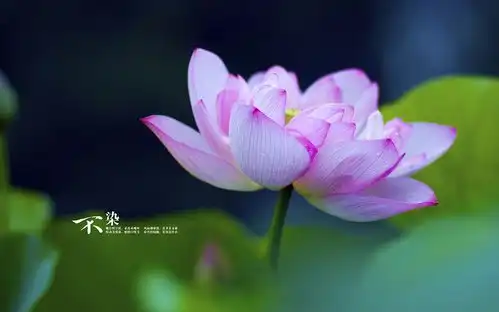  25,26号后,钱财猛赚,喜事成堆,幸福挂在脸上的生肖