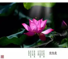  一朵荷花一首诗,清新脱俗的诗韵风骨绝美的享受