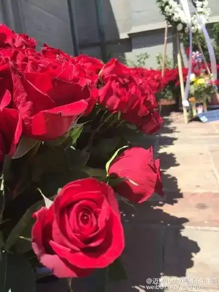  2019.625mj墓地玫瑰花海活动正式启动,中国歌迷捐赠渠道开通