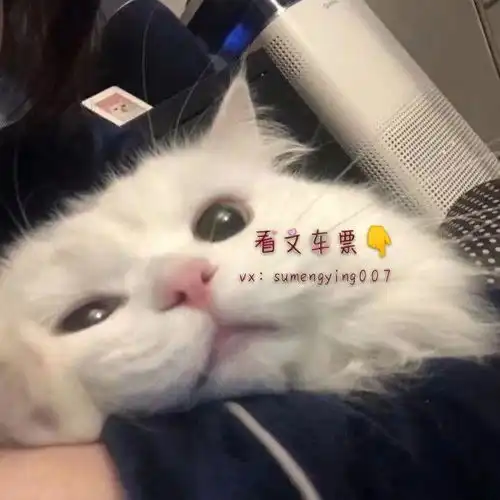 可爱猫咪头像女生霸气高