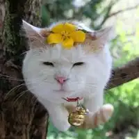  外国小女孩和小猫微信头像微信头像图片大全